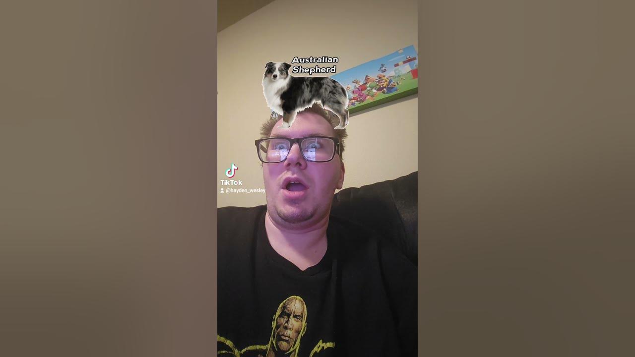 what dog am I? YouTube