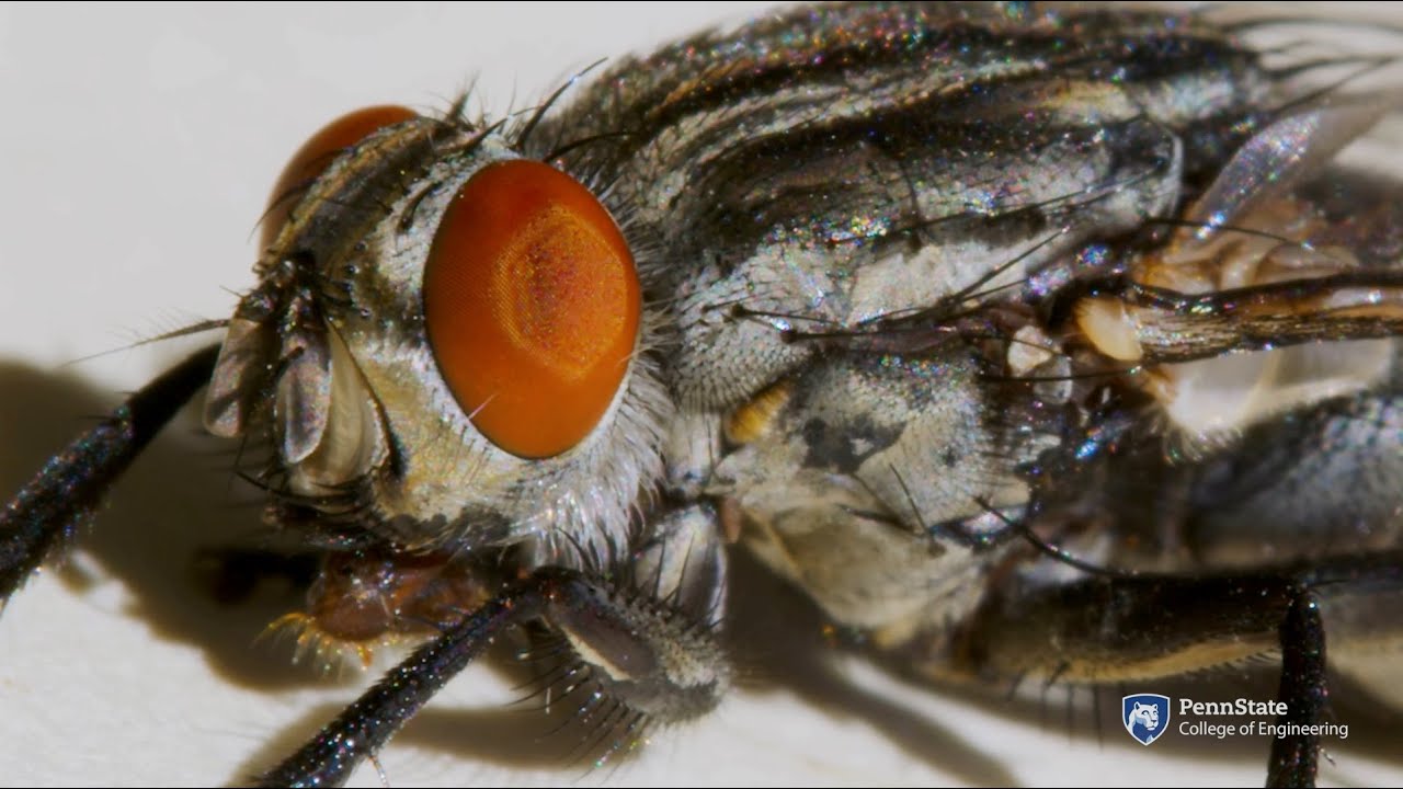 Eye of a fly: Researchers reveal secrets of fly vision for rapid flight  control