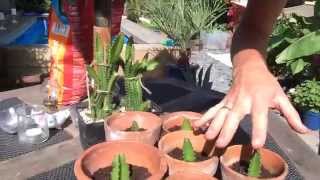 Growing Dragon Fruit (Pitaya) in UK