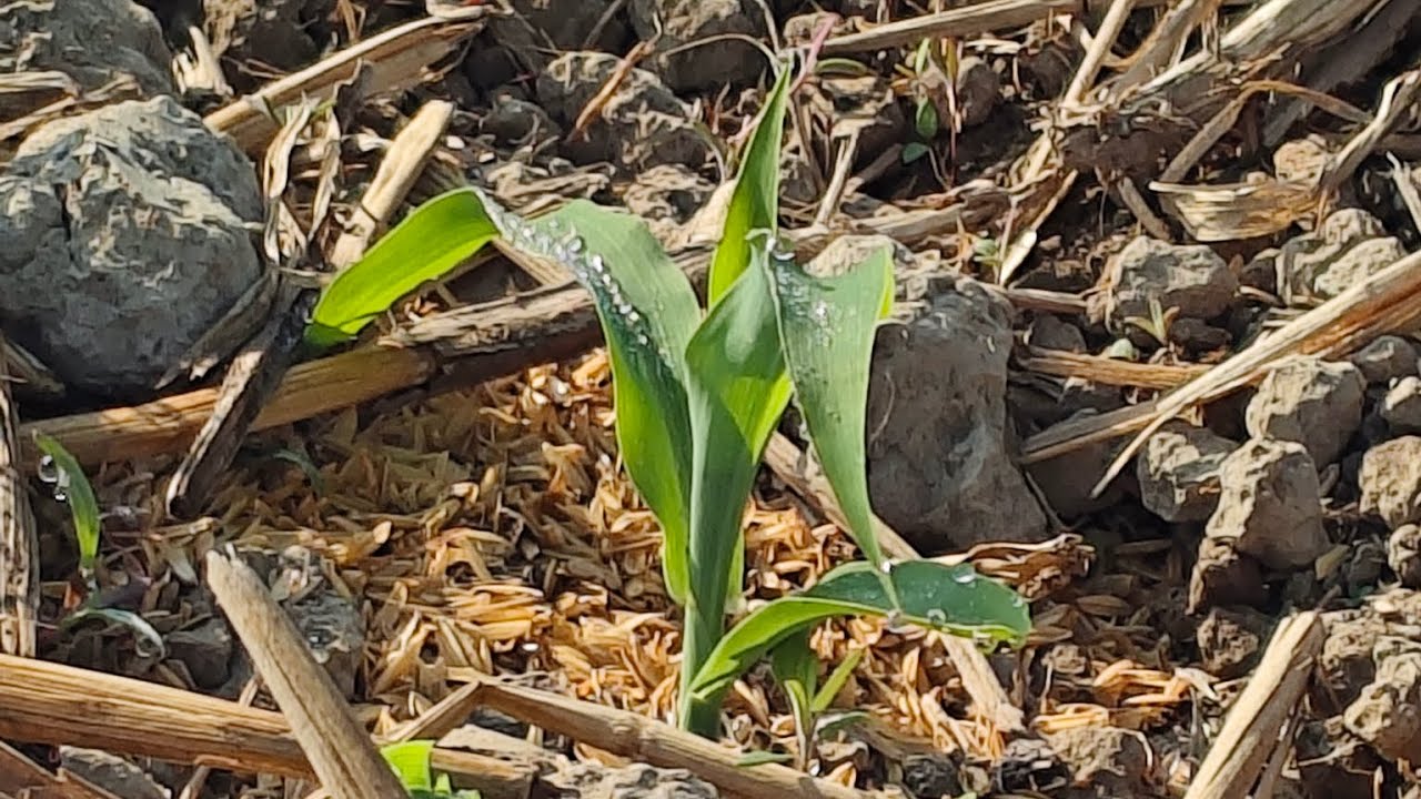 Sweet corn 🌽 farming Manipur 