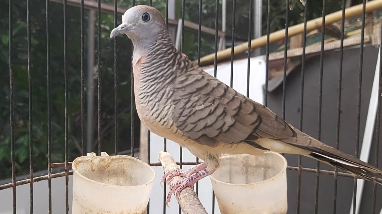 PERKUTUT BETINA PIKAT SUARA KEROT MEMANGGIL JANTAN