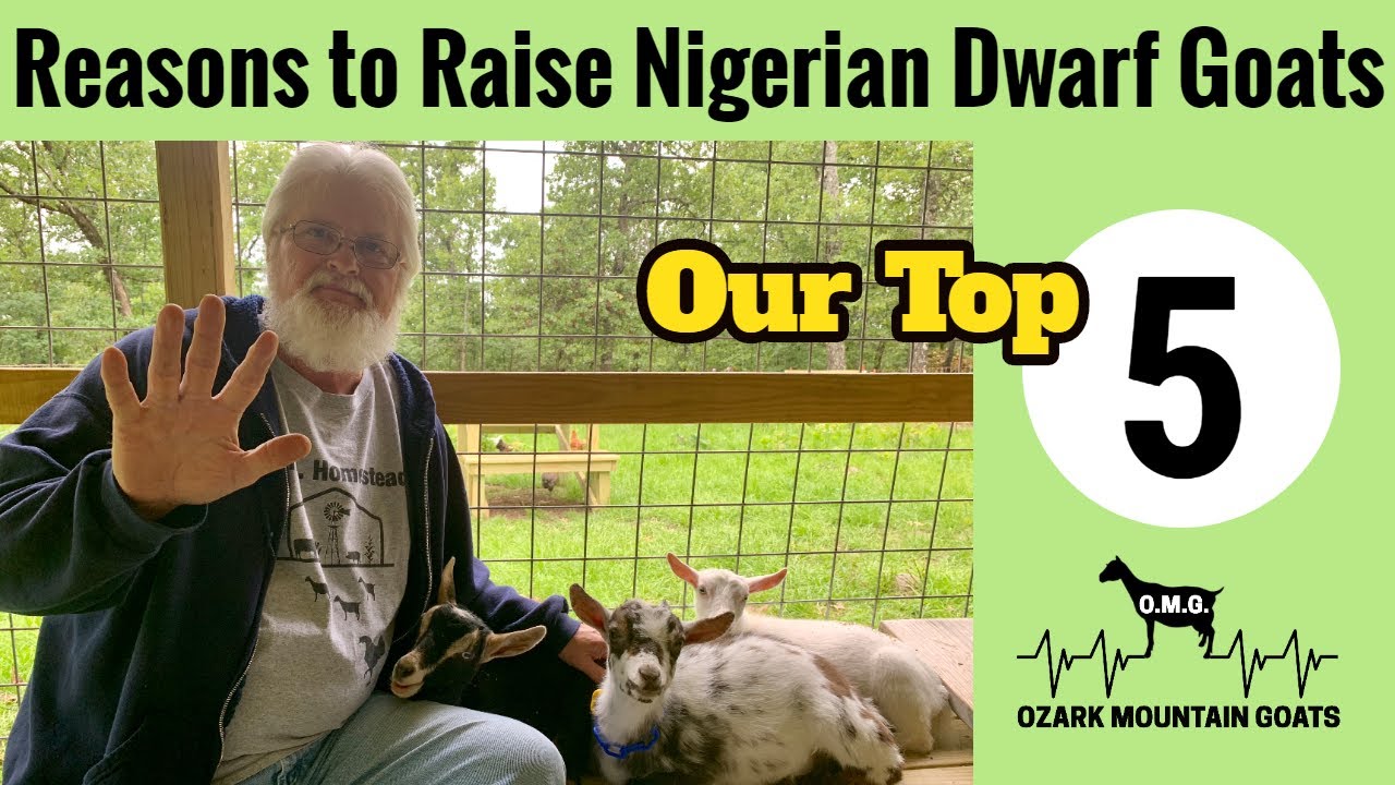 Nigerian Dwarf Goats:  Top Five Reasons to Raise