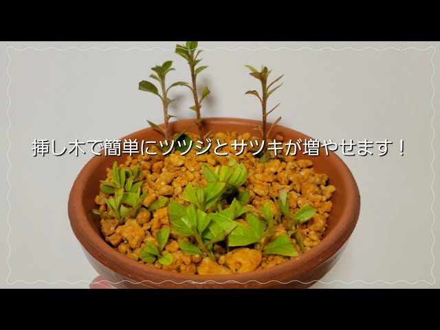ツツジとサツキを挿し木で簡単に増やす方法を紹介　盆栽(bonsai) class=