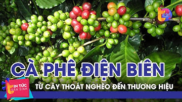 Từ cây thoát nghèo đến thương hiệu cà phê Điện Biên | Tin Tức Dân Sinh