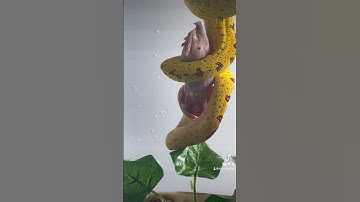 Green tree python feeding‼️ (MUST WATCH) educational #snakefeeding