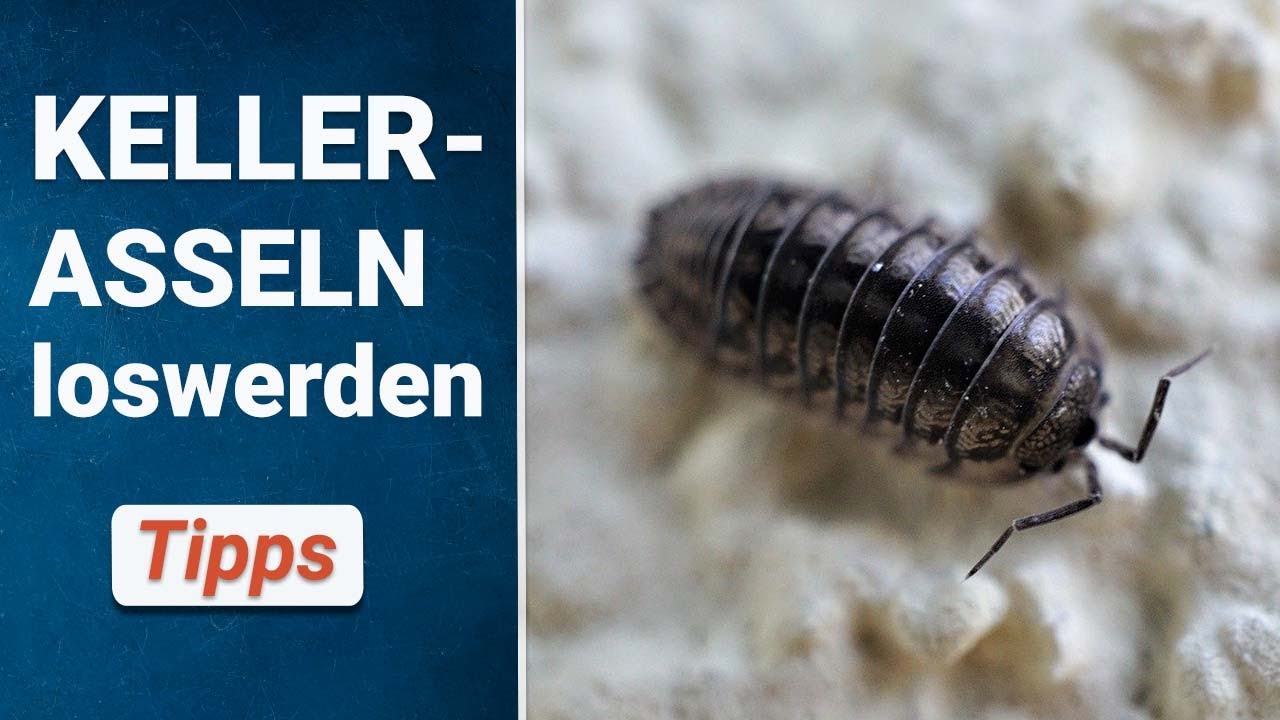 Kellerasseln im Garten oder Haus?  So wirst du sie schnell los!