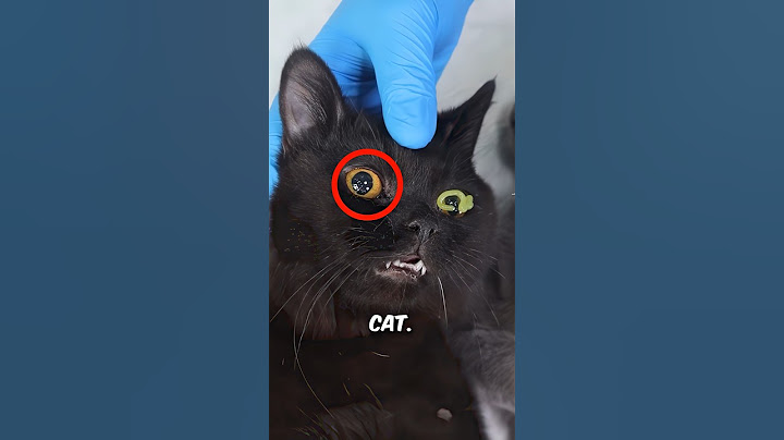 Strange Gel in Cat's Eyes 😳