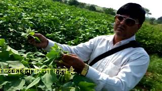 जीरो बजट  में उपज बढाना , High Yield in Zero Budget,Plucking in Cotton