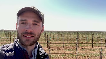Crash Course - Wine Grape Rootstocks