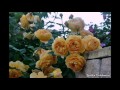 Мой розовый сад 2 ( с названиями сортов)