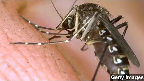 Chikungunya Virus Contracted In U.S. For First Time