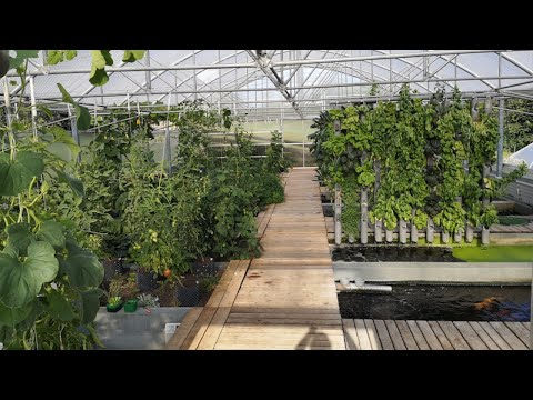 Video: Was ist Aquaponik: Erfahren Sie mehr über den Aquaponik-Pflanzenanbau