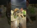 Biggest rabbit ive ever seen  shorts animals giant rabbit bunny cuteanimals cute zoo