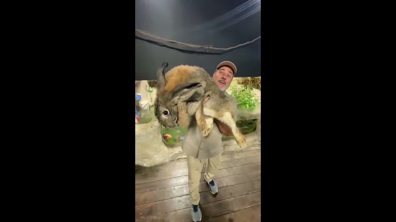 Biggest Rabbit I Ve Ever Seen Shorts Animals Giant Bunny Cuteanimals Cute Zoo