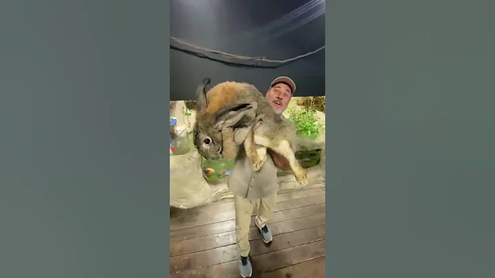 Biggest Rabbit I’ve Ever Seen 🤯 #shorts #animals #giant #rabbit #bunny #cuteanimals #cute #zoo - DayDayNews