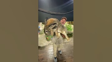 Thumbnail of Biggest Rabbit I’ve Ever Seen 🤯 #shorts #animals #giant #rabbit #bunny #cuteanimals #cute #zoo