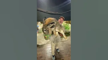 Biggest Rabbit I Ve Ever Seen Shorts Animals Giant Rabbit Bunny Cuteanimals Cute Zoo 