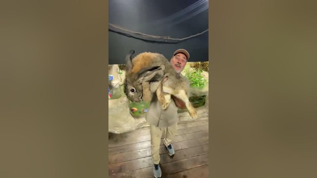 Biggest Rabbit I’ve Ever Seen 🤯 #shorts #animals #giant #rabbit #bunny #cuteanimals #cute #zoo