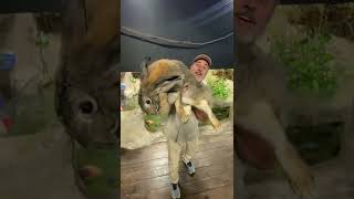 Biggest Rabbit I’ve Ever Seen 🤯 #shorts #animals #giant #rabbit #bunny #cuteanimals #cute #zoo screenshot 4