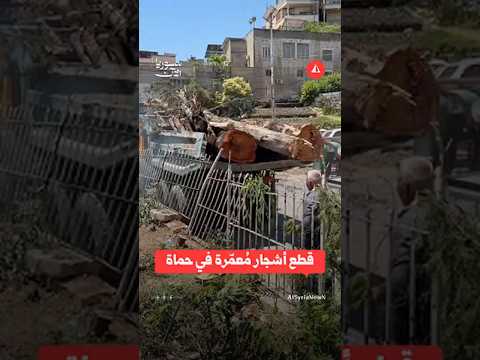 قطع أشجار من موقع مقهى المأموريّة في ساحة العاصي بمدينة حماة