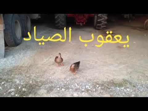 صوت انثى الخضيري صافي جديد2021 التنسى لايك والشتراك بقناتي