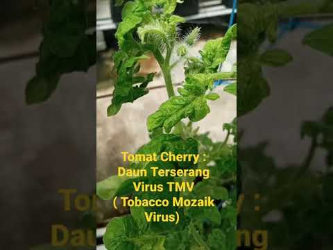 Video: Apa Penyebab Virus Tomat Mosaic - Pengendalian Virus Tomato Mosaic