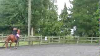 Welly at Runningwell Equestrian Centre