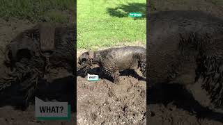 Giant Schnauzer Loves Mud  | Furry Tails