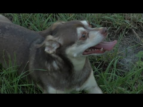 Video: Hundevennlige tropiske turer venter i Mexico