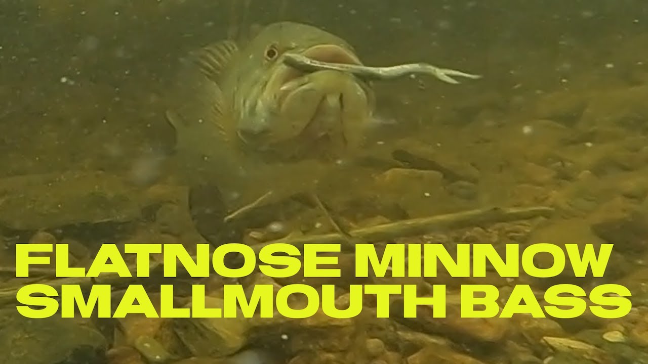 Flatnose Minnow Smallmouth Bass #shorts 