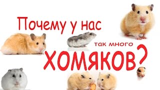 Почему у нас так много хомяков?