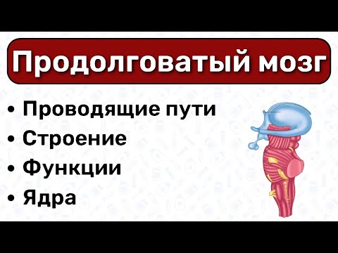 Продолговатый мозг анатомия: строение продолговатого мозга, ядра продолговатого мозга строение мозга