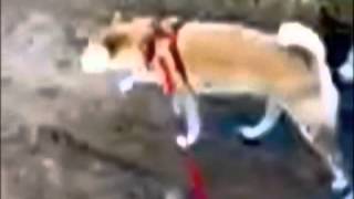 Shiba Racing