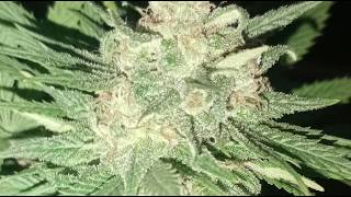 BT46 BW7 BT19 BW3 Outdoor organisch beweglich Ed Rosenthal Superbud regulär Superseed Clone Hypnotic