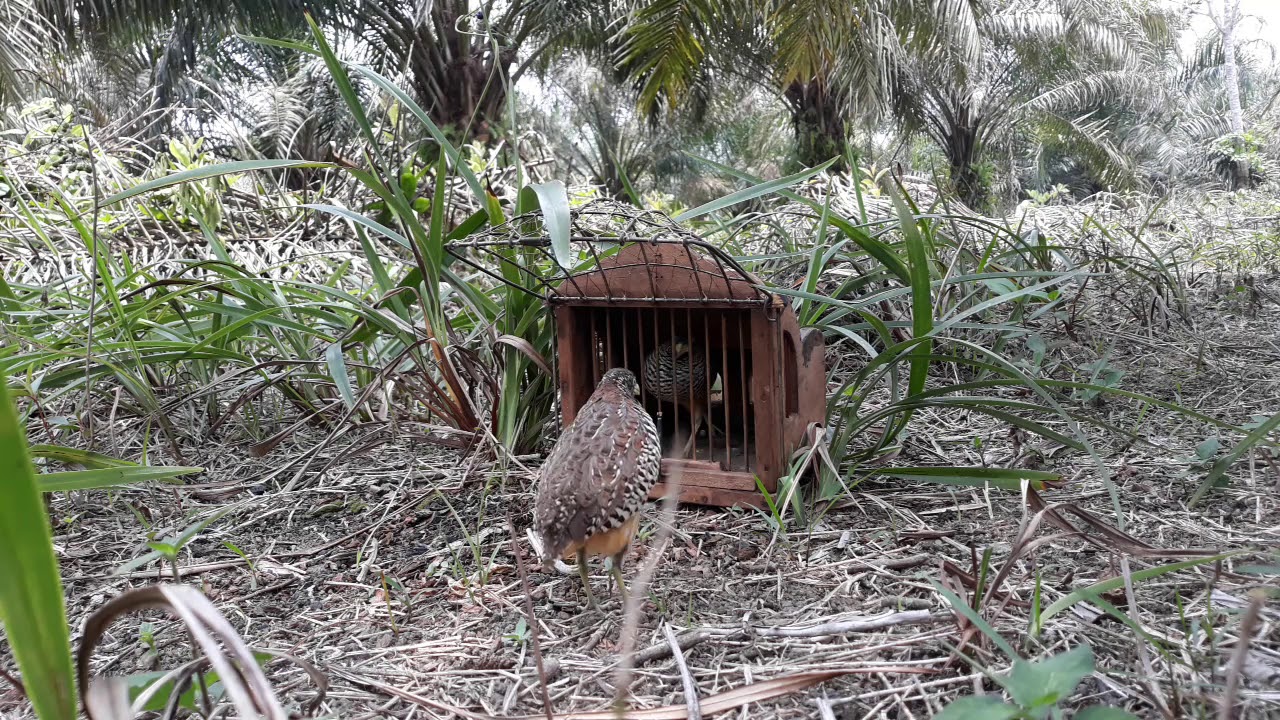Puyuh pikat sekali bunyi puyuh liar langsung datang.