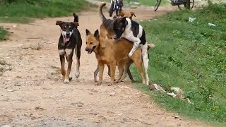 Awesome Smart Rural Dogs !! 4 Dog Meeting for the Summer Season in Phumi Village