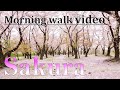 【Sakura carpet】Petals are spread on the ground, and it looks like a beautiful pink carpet.