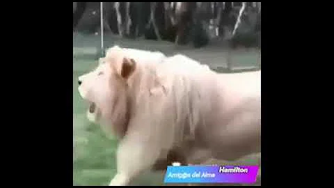Jungla.