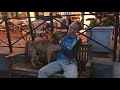 DOG ADOPTED! KC Pet Project’s Cicero