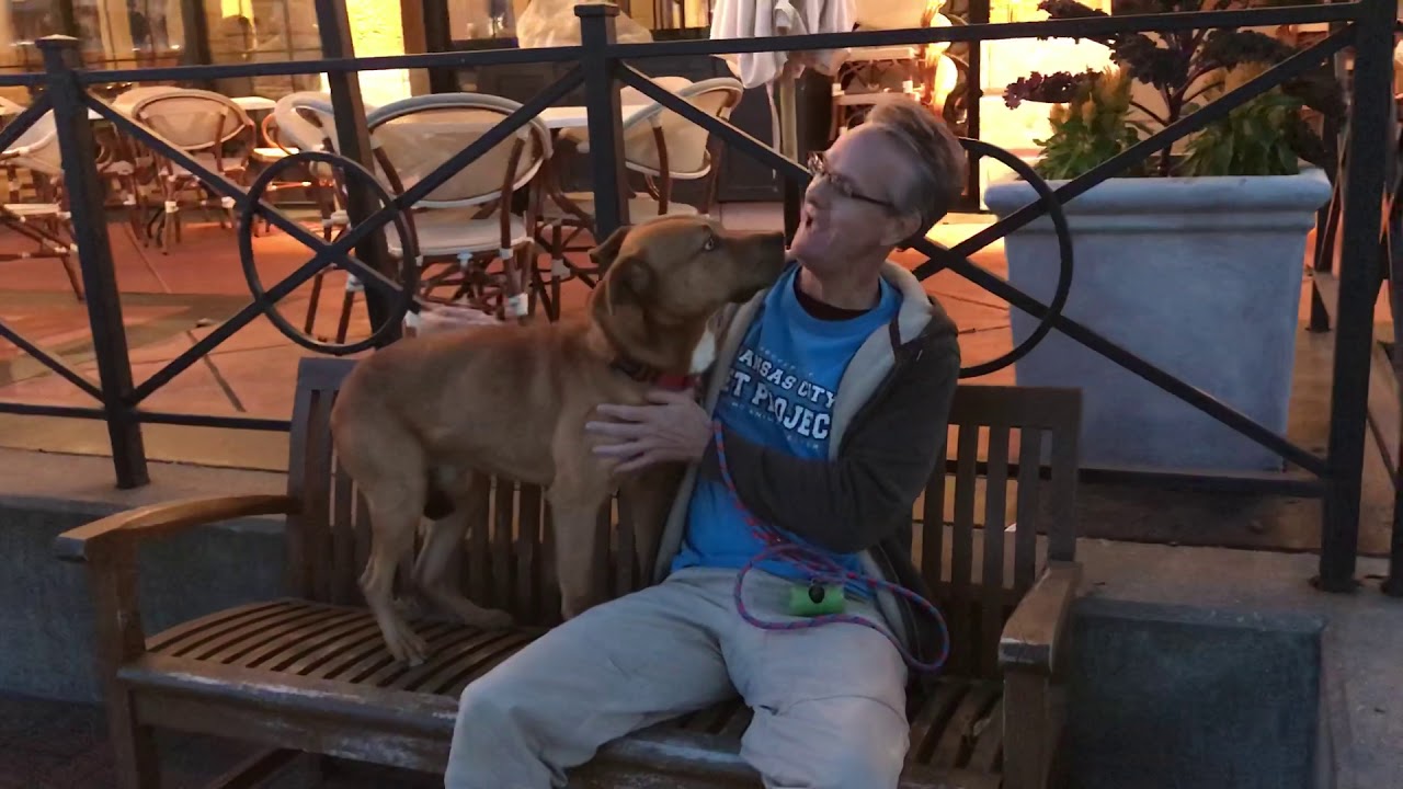 DOG ADOPTED! KC Pet Project’s Cicero YouTube