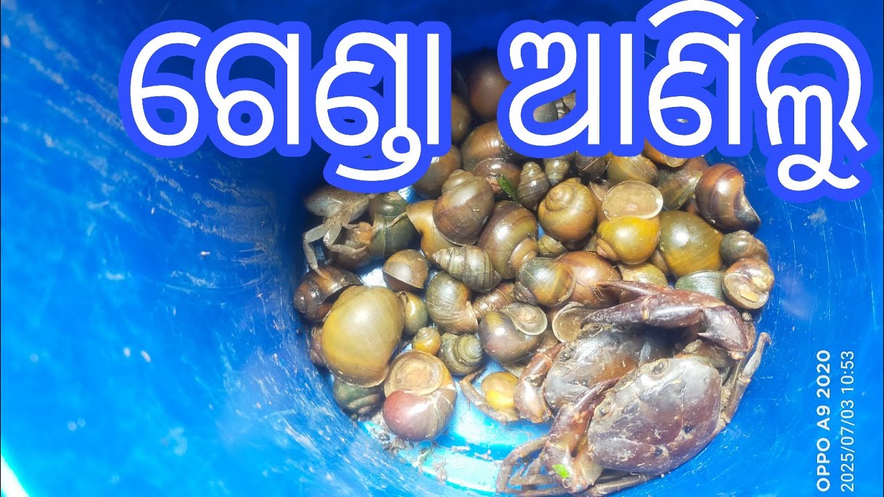 ଗେଣ୍ଡା ଆଣିଲୁ ଘରକୁ