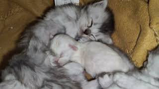 ragdoll kittens 21 days old #ragdoll #ragdollkittensofinstagram