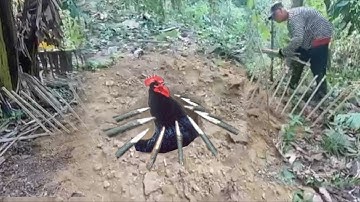Amazing Primitive Bird Trap