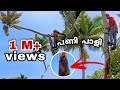 😱🌴രണ്ടും കൽപ്പിച്ച് ഒരു തെങ്ങ് മുറി | 65 Feet | Riskiest coconut tree cutting| Village Woodpecker
