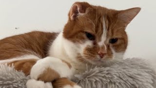 This Is My Cat Bean’s Floppy Ear Explanation by Beauty and the Bean 3,017 views 3 months ago 1 minute, 1 second