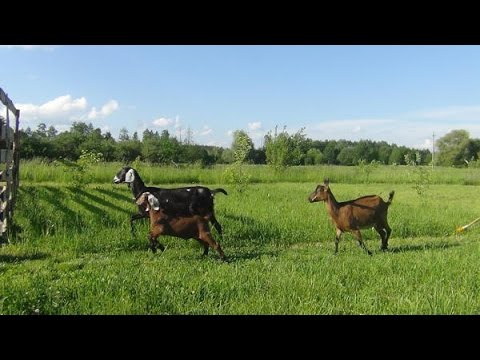 Разведение и содержание Англо-нубийской породы коз. Фермерское хозяйство "Kamadhenu"