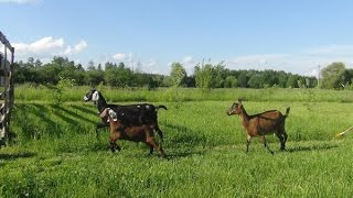 Разведение и содержание Англо-нубийской породы коз. Фермерское хозяйство 