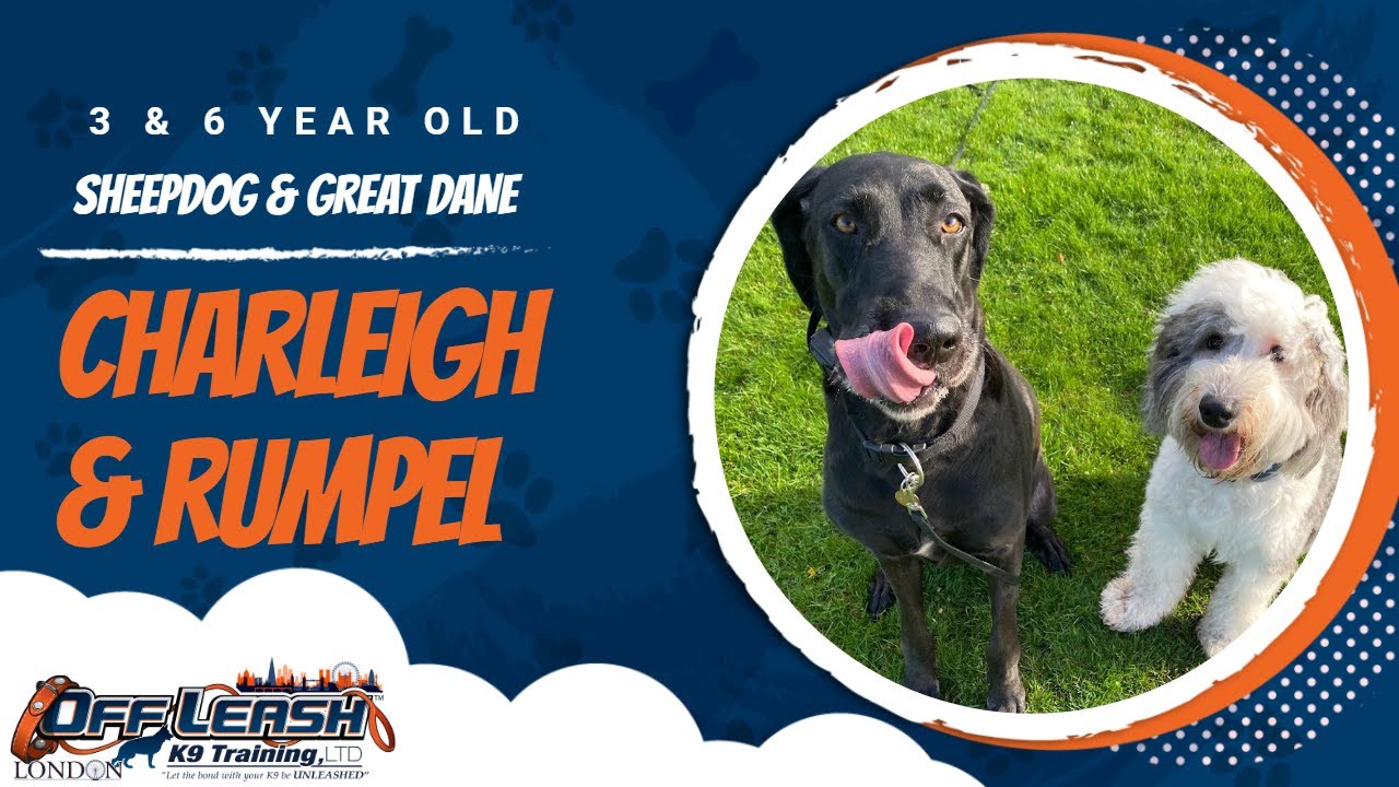 Best Sheepdog & Great Dane Dog Training Charleigh & Rumpel Dog