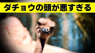 ダチョウの頭が悪すぎる