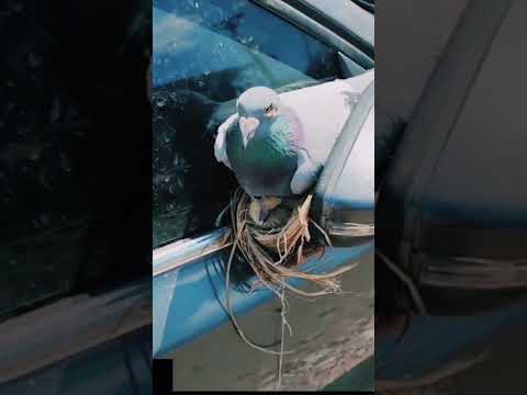 اغرب عش الحمام الزاجل